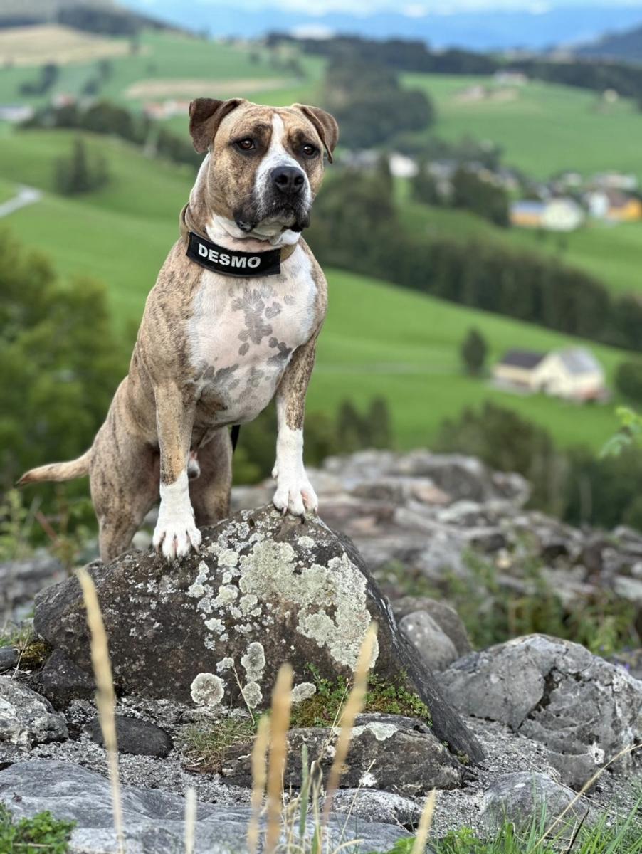 gutes hunde nassfutter AniForte Country Beef Nassfutter 100% Rind getreidefrei